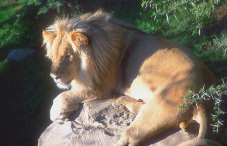 Lion